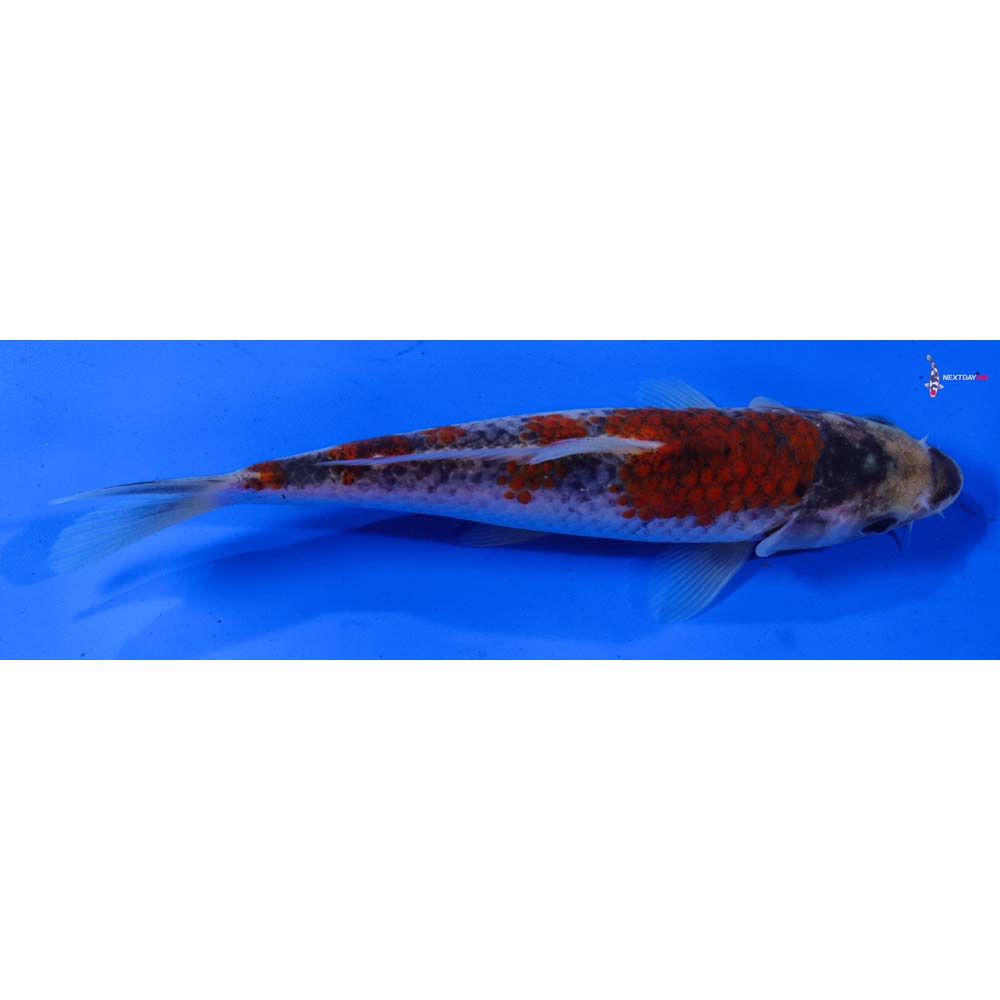 7” Imported Goshiki