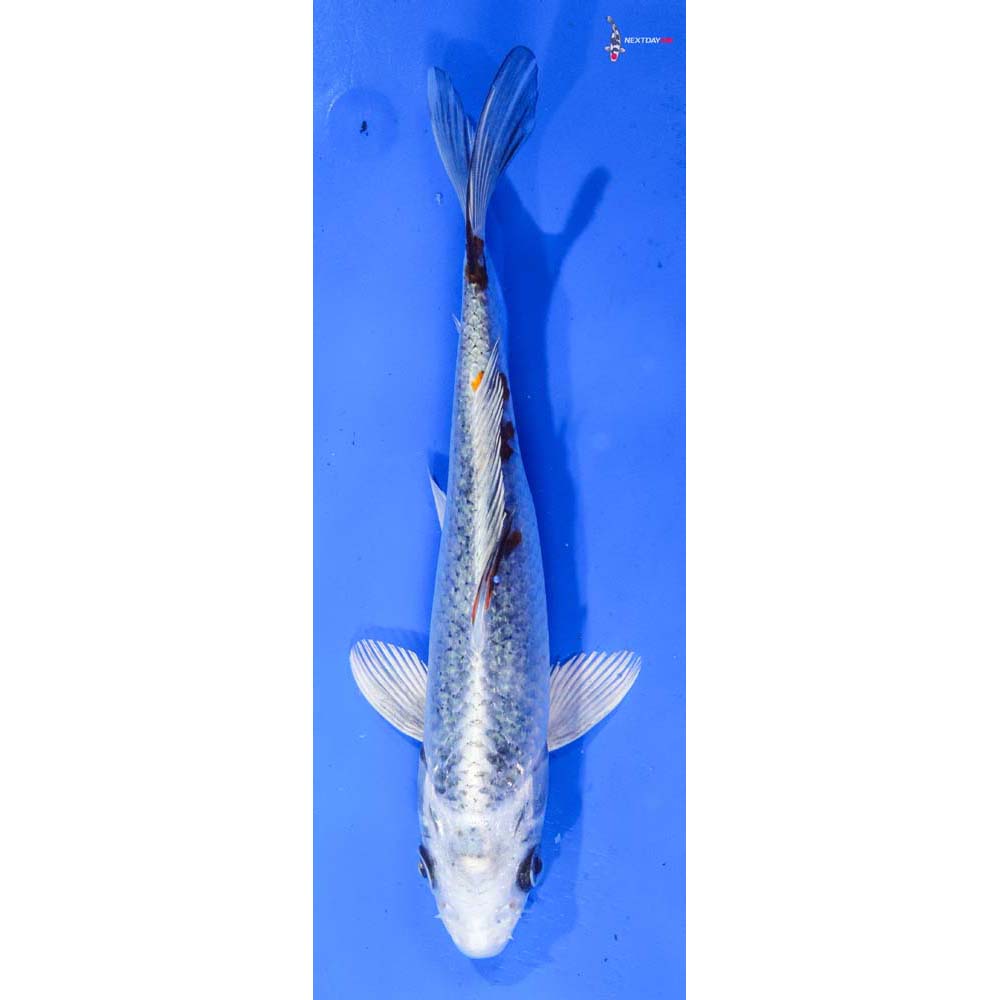 8.5” Imported Kujaku