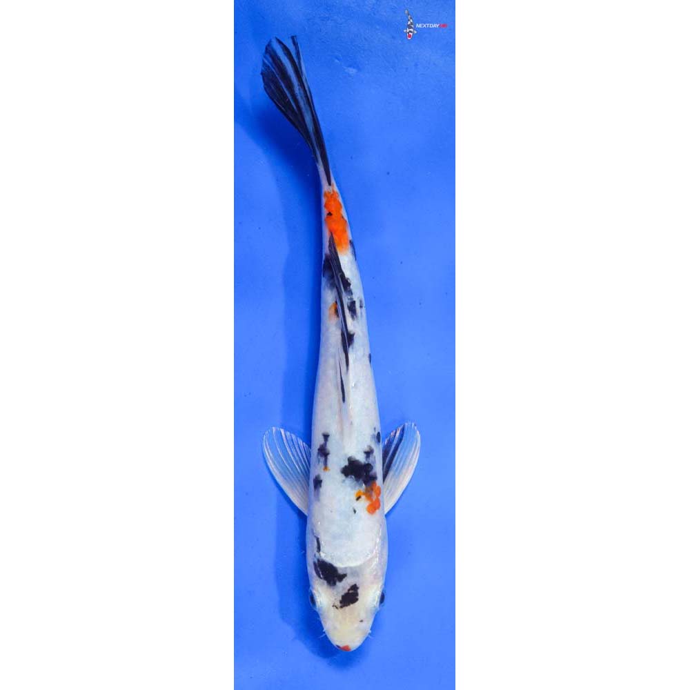 9” Imported Yamato Nishiki