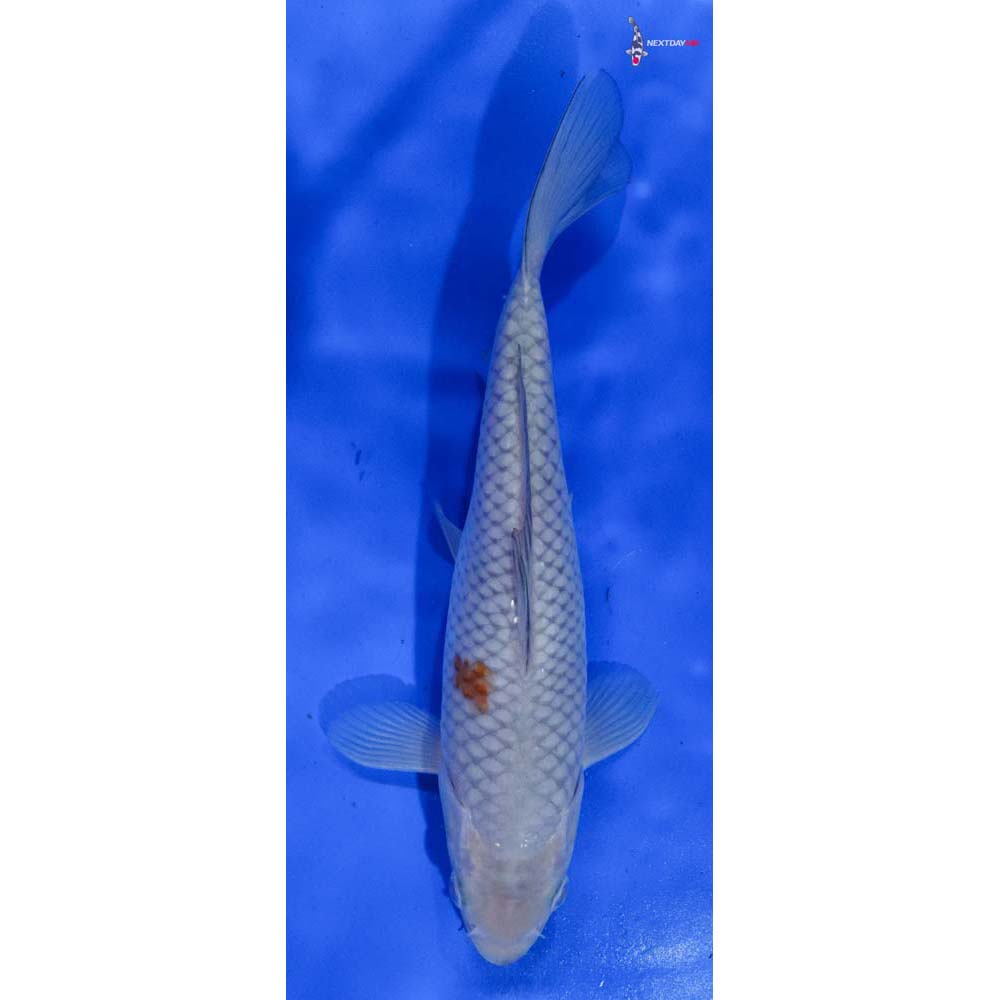 9.5” Imported Ochiba Shigure