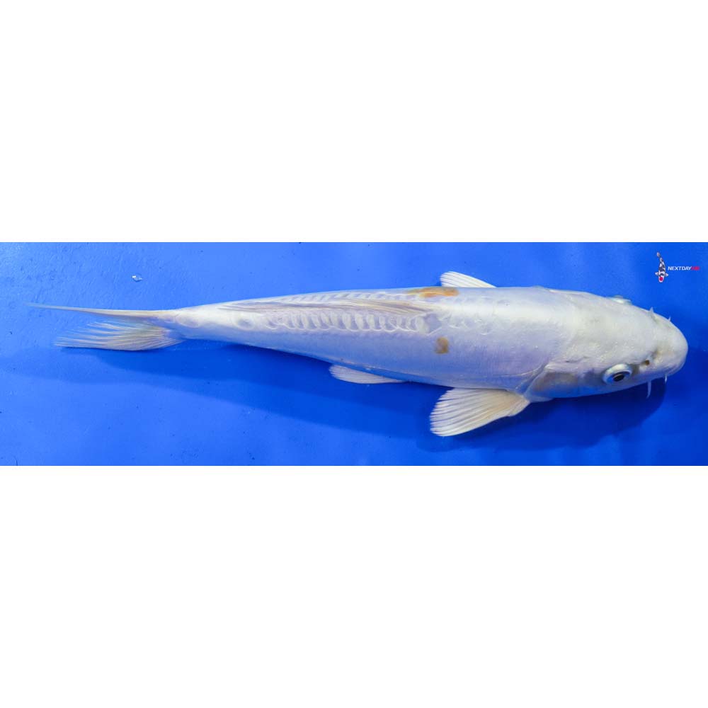 10” Imported Lemon Hariwake