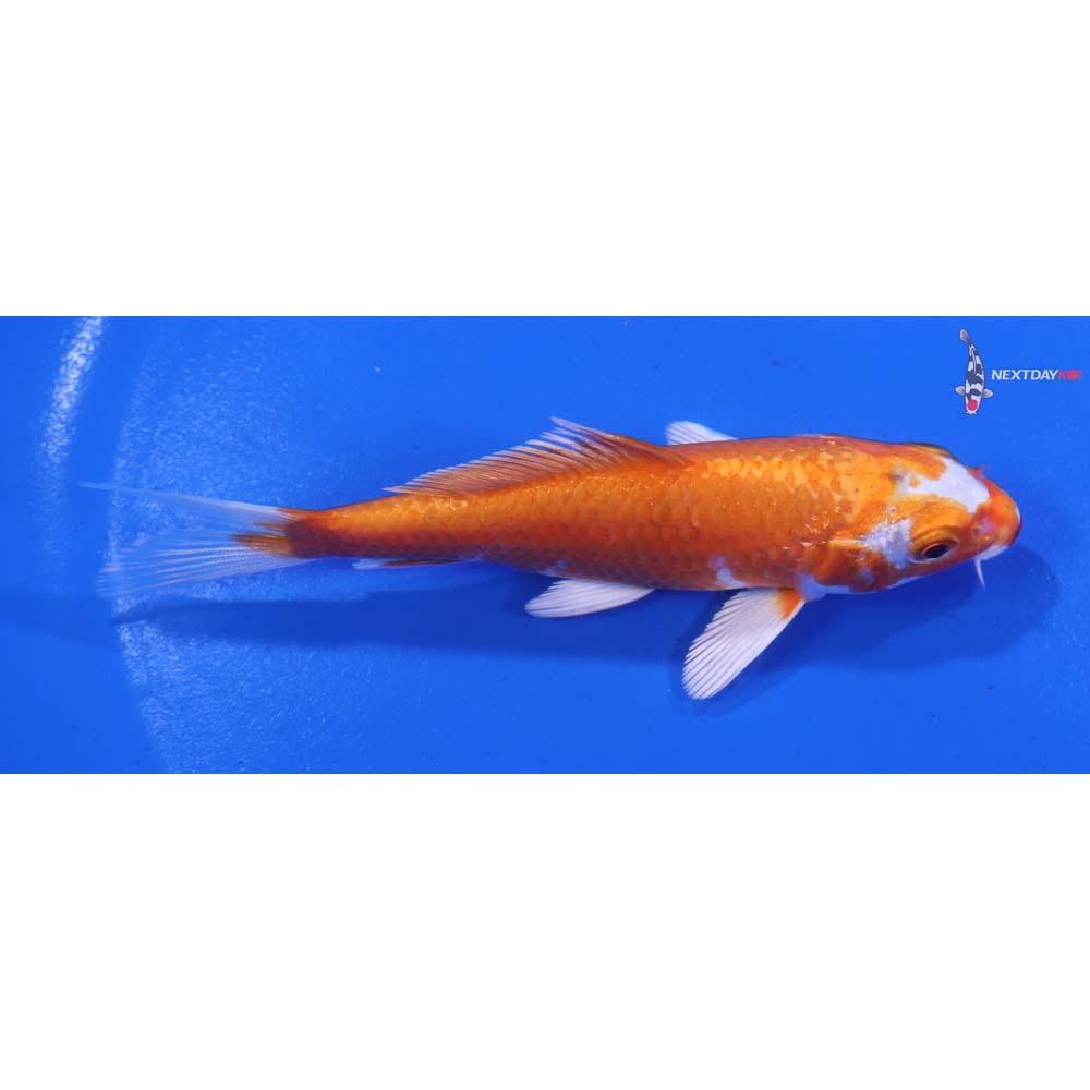 4” Imported Hariwake