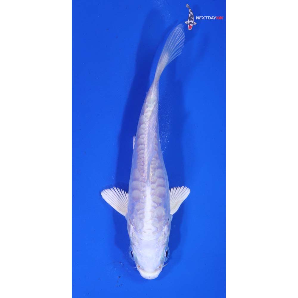 4” Imported Armor Scaled Platinum Ogon