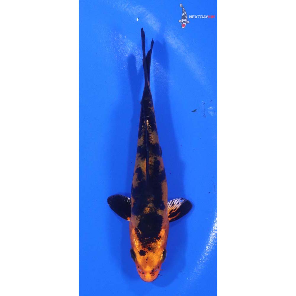 4” Imported Doitsu Kin Aka Bekko