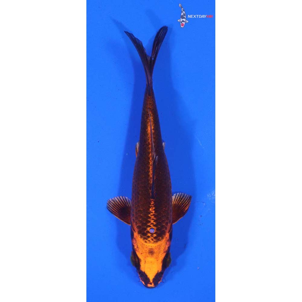 4” Imported Orenji Matsuba