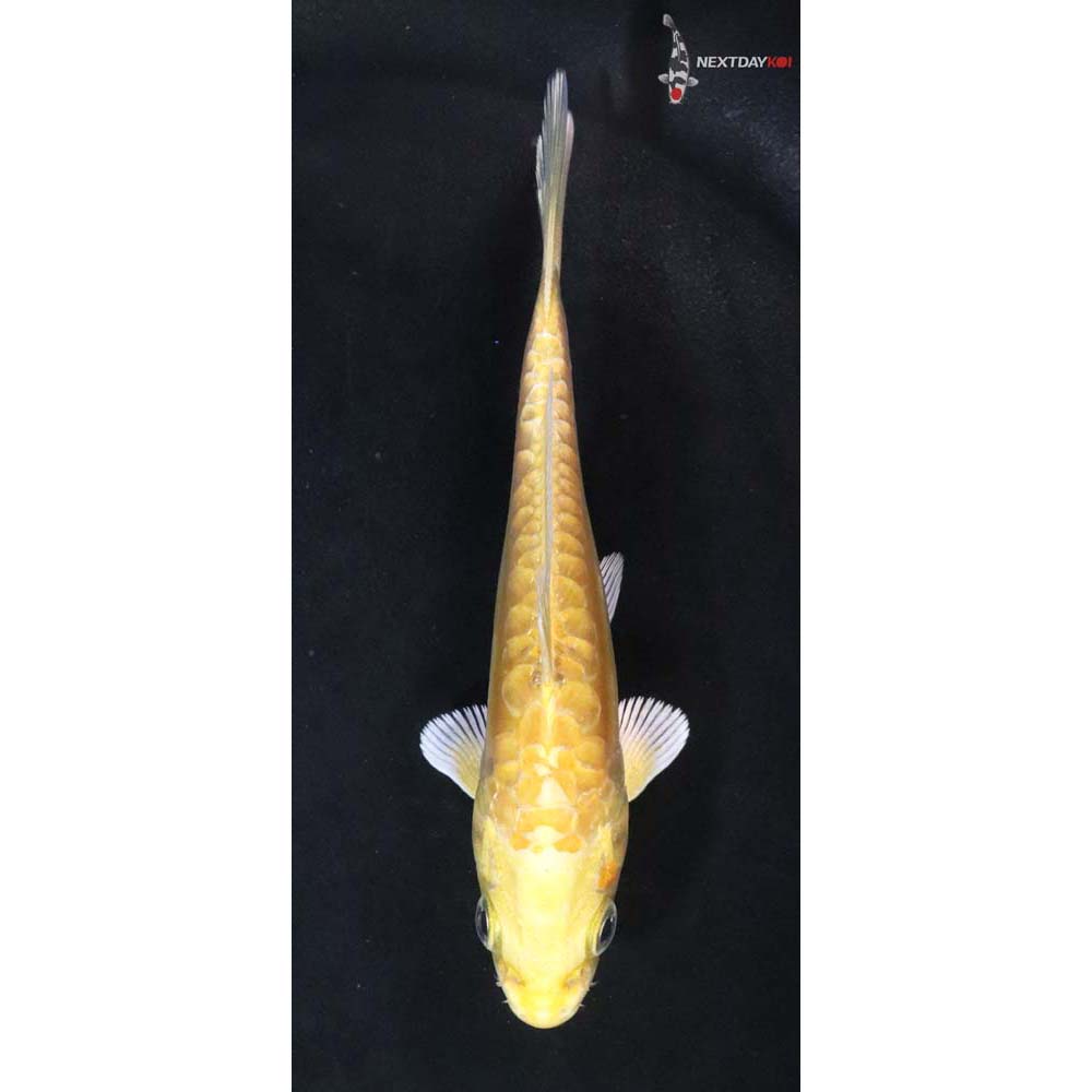 4” Imported Doitsu Yamabuki Ogon