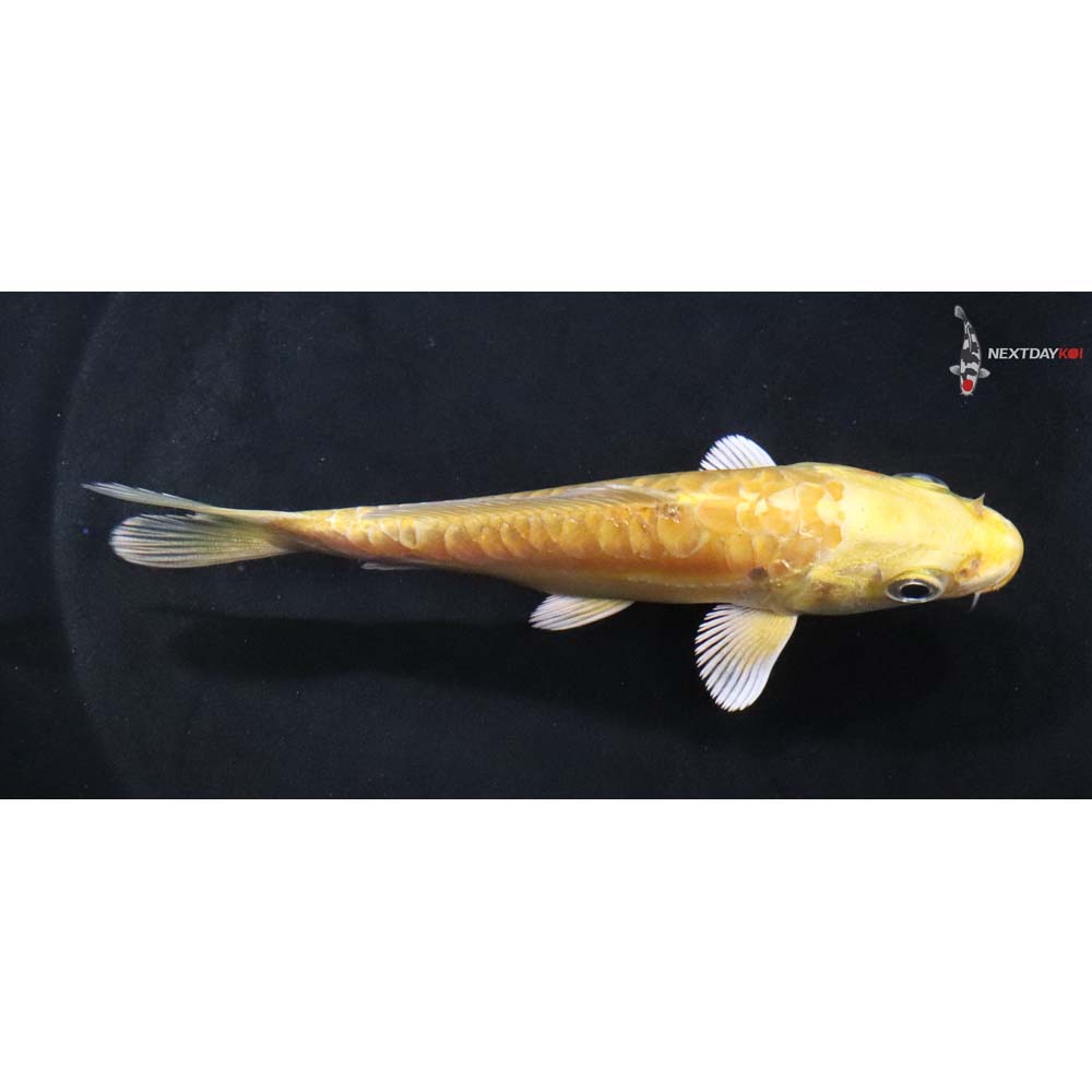 4” Imported Doitsu Yamabuki Ogon