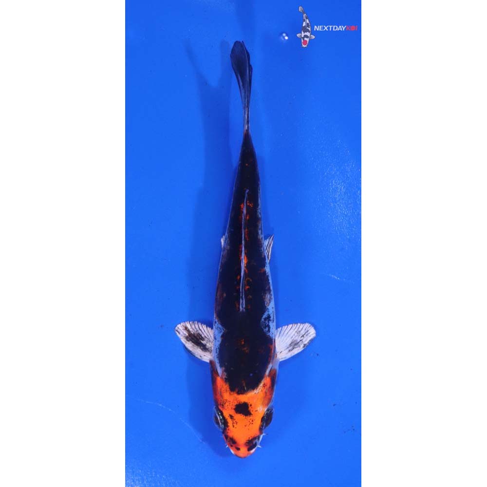 4.5” Imported Kin Kikokuryu