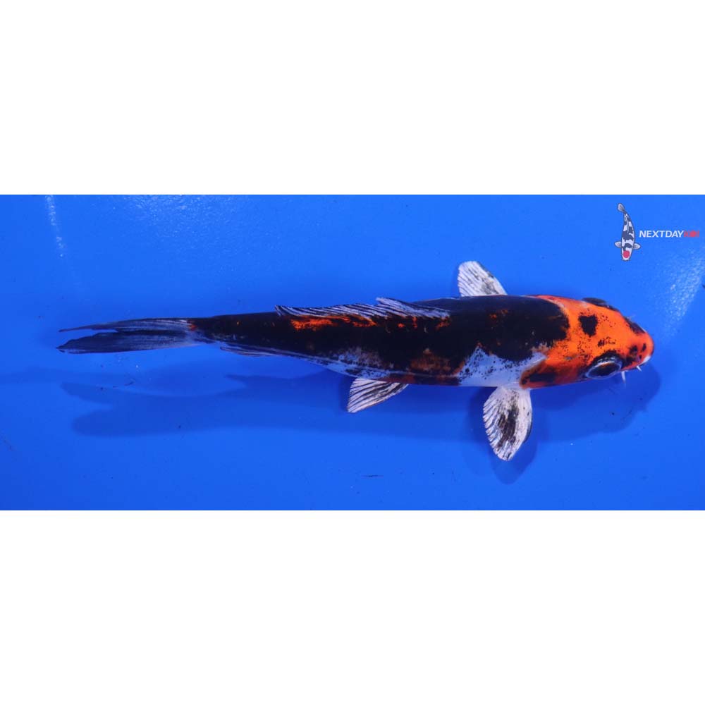 4.5” Imported Kin Kikokuryu