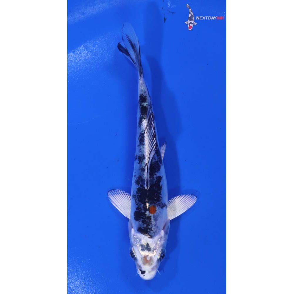 4.5” Imported Heisei Nishiki