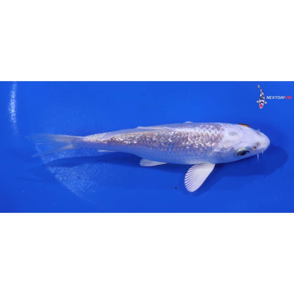 4.5” Imported Gin Rin Hariwake