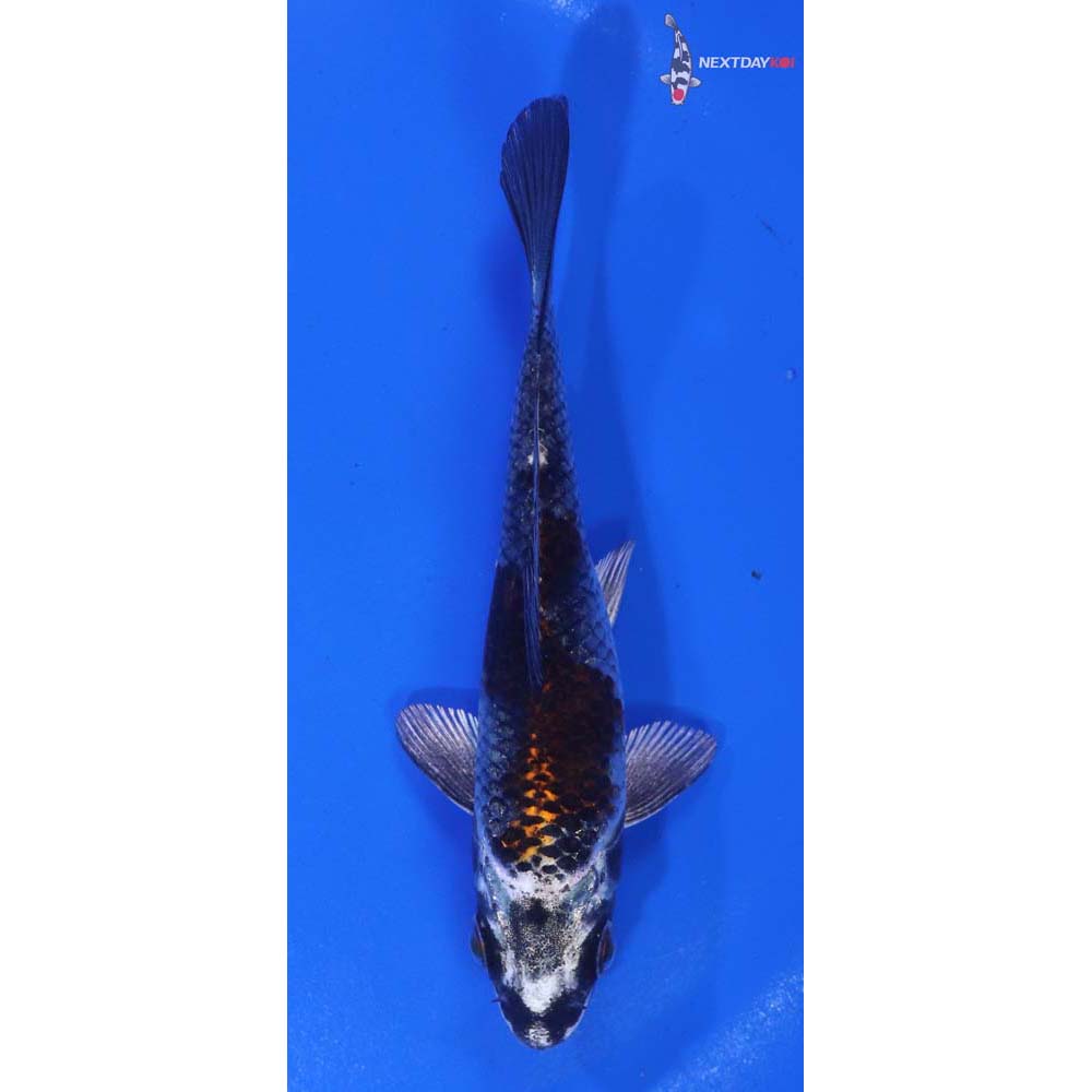 4.5” Imported Kujaku