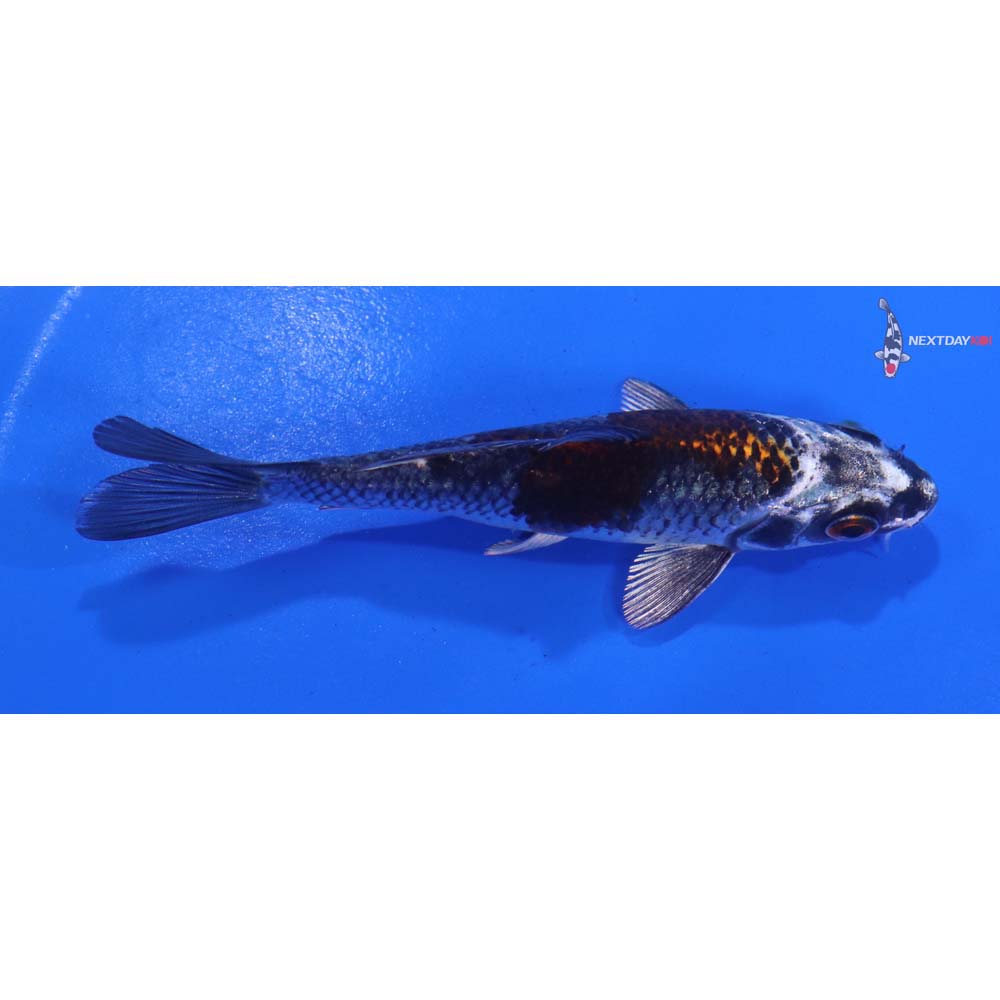 4.5” Imported Kujaku