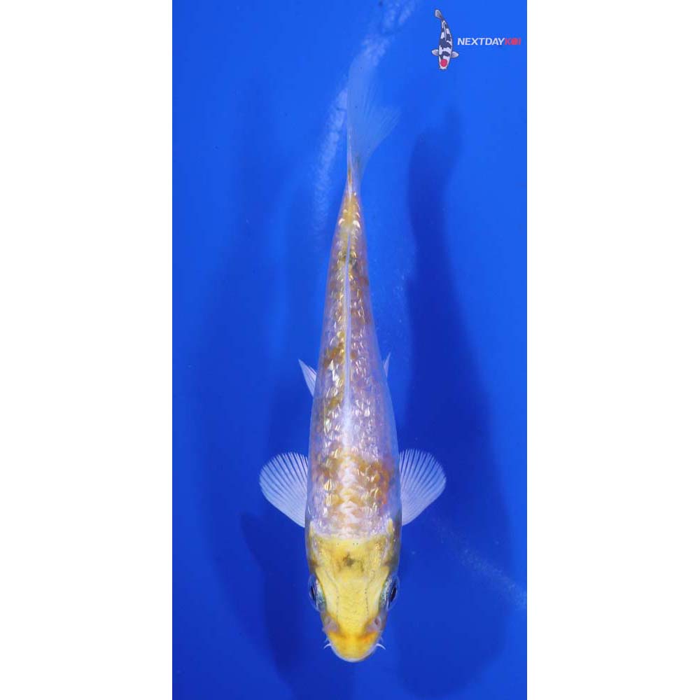 4” Imported Gin Rin Lemon Hariwake