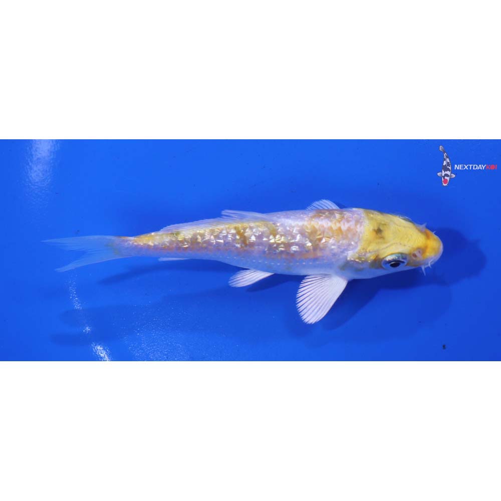 4” Imported Gin Rin Lemon Hariwake