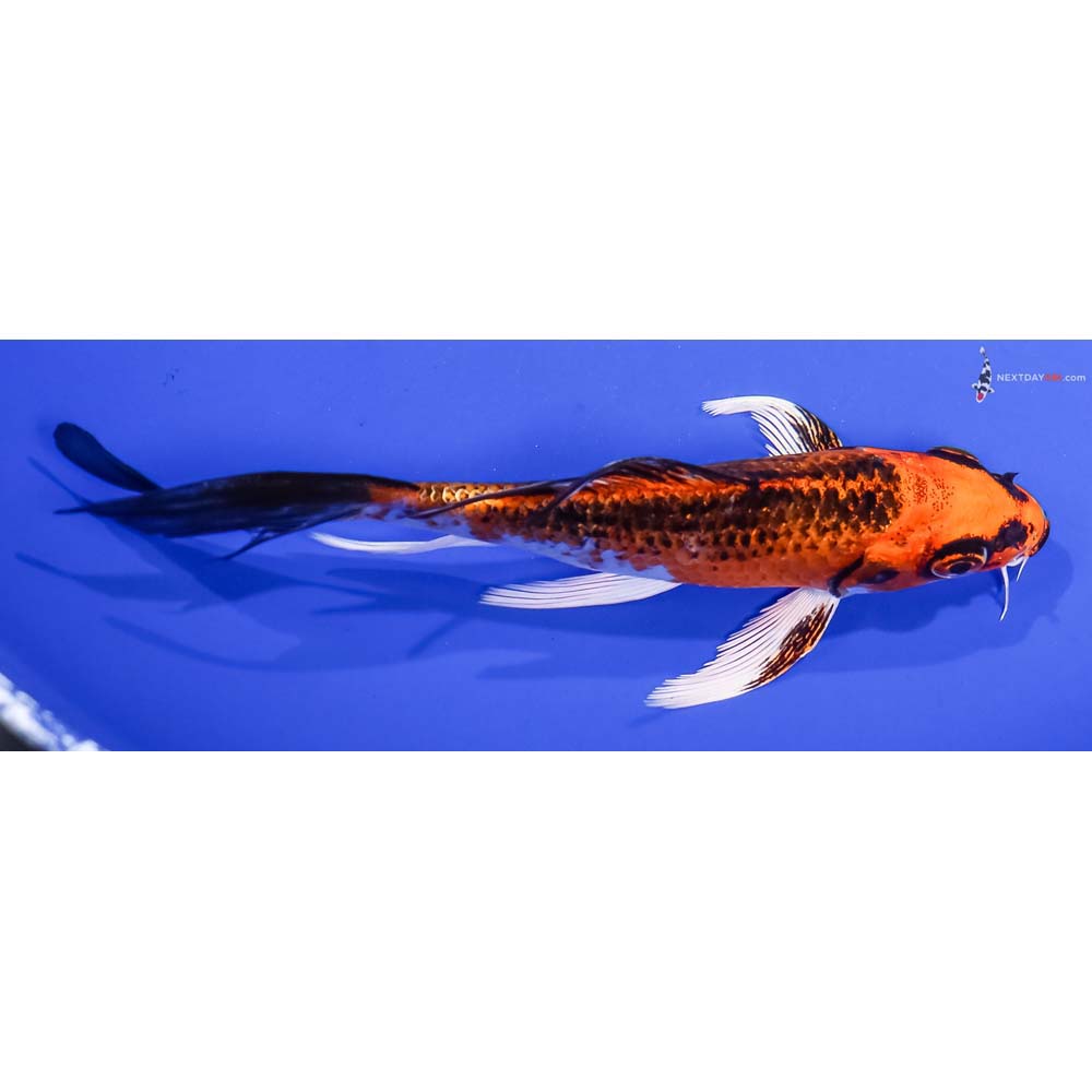 5.5” Imported Kujaku Butterfly Koi