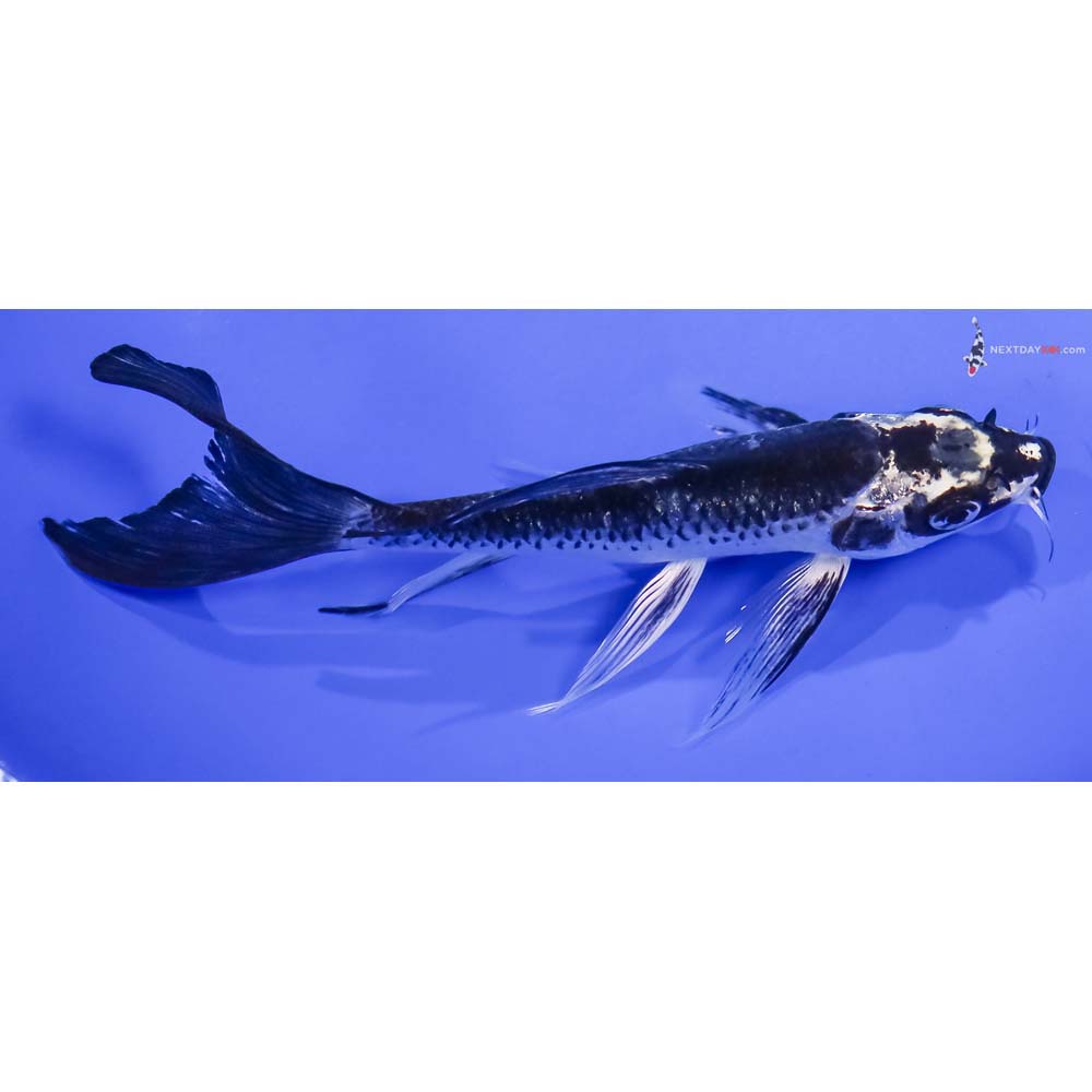 5.5” Imported Gin Matsuba Butterfly Koi