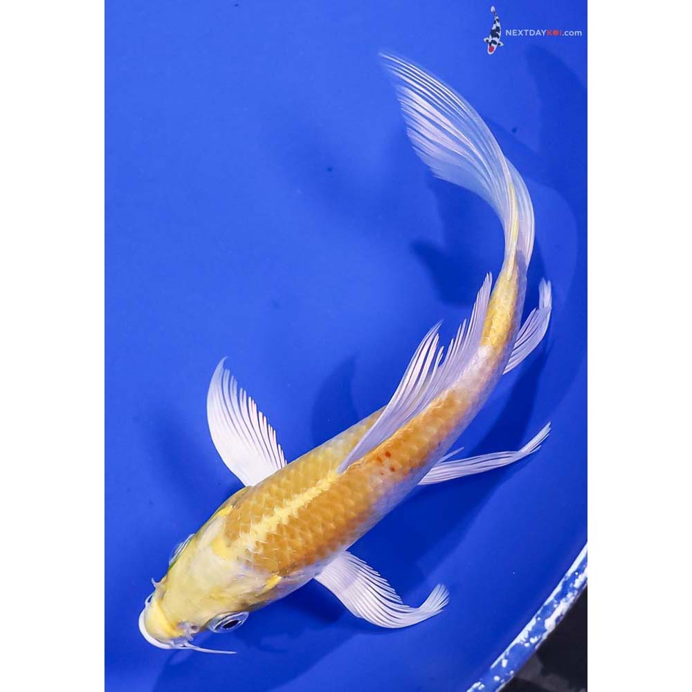 5.5” Imported Lemon Hariwake Butterfly Koi