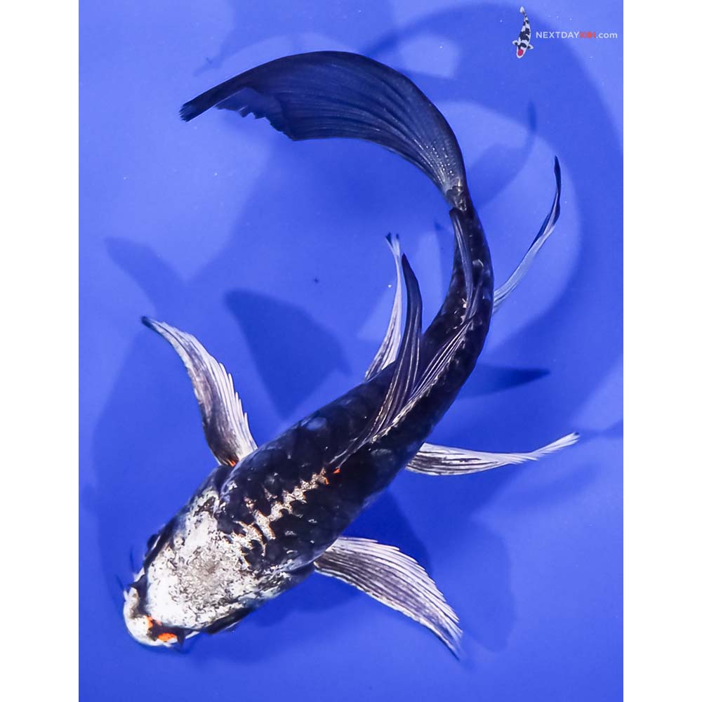 5.5” Imported Kin Kikokuryu Butterfly Koi