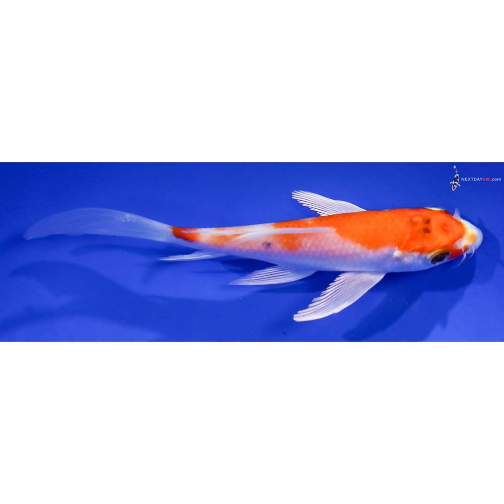 5” Imported Hariwake Butterfly Koi