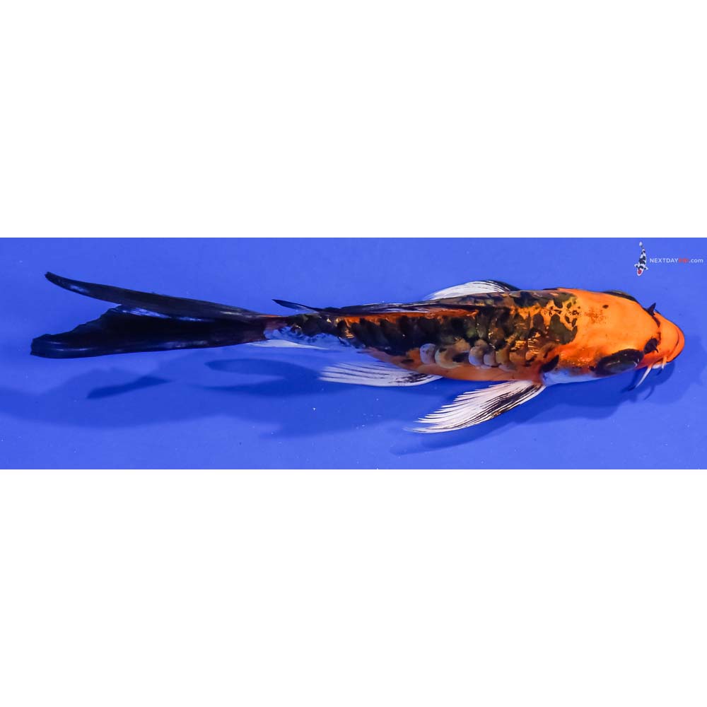 5.5” Imported Gin Rin Kin Kikokuryu Butterfly Koi