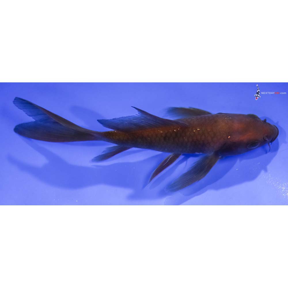 5.5” Imported Chagoi Butterfly Koi
