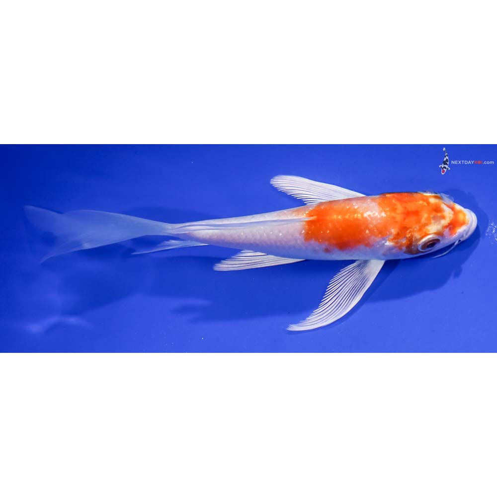 6” Imported Hariwake Butterfly Koi