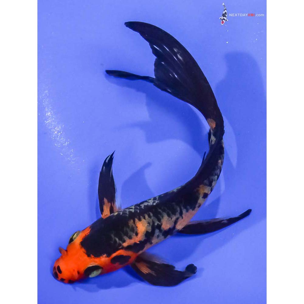 6” Imported Aka Bekko Butterfly Koi