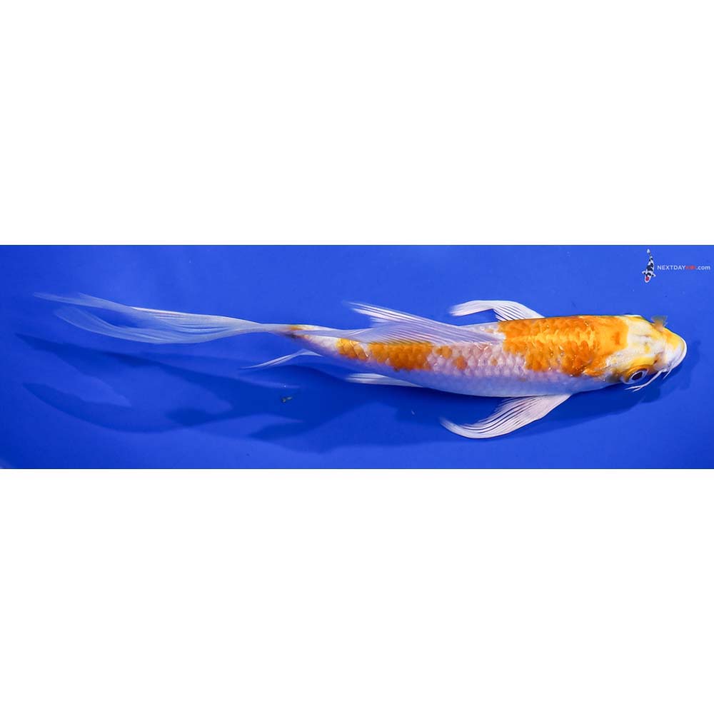 6” Imported Lemon Hariwake Butterfly Koi