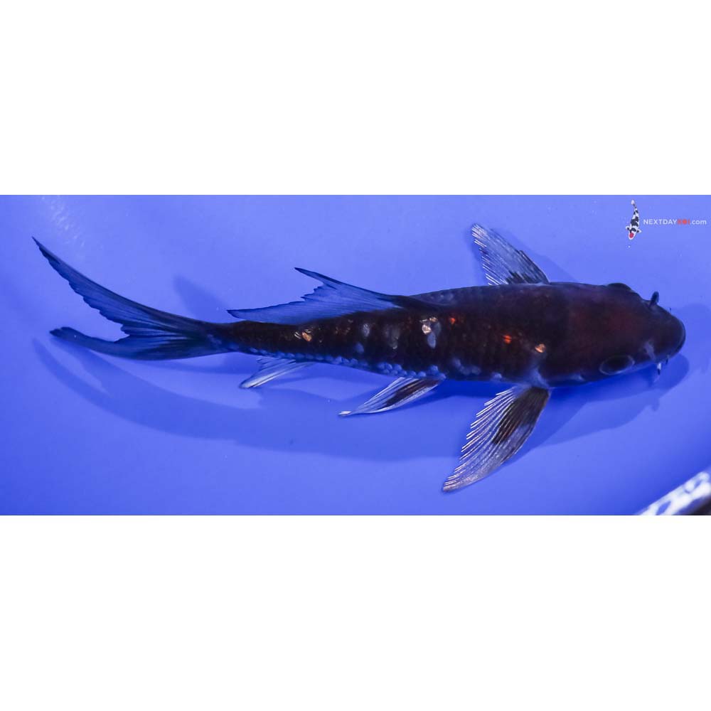 6” Imported Ochiba Shigure Butterfly Koi