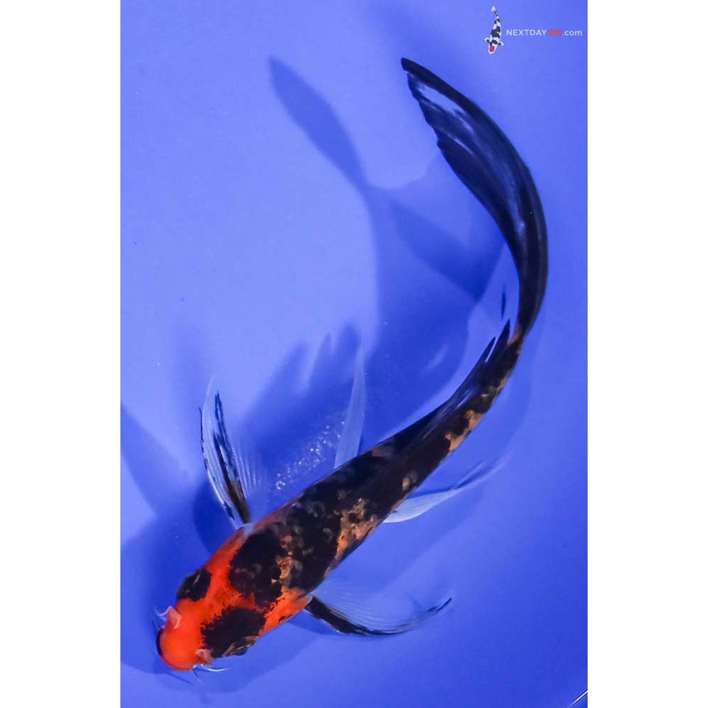 6” Imported Aka Sanke Butterfly Koi