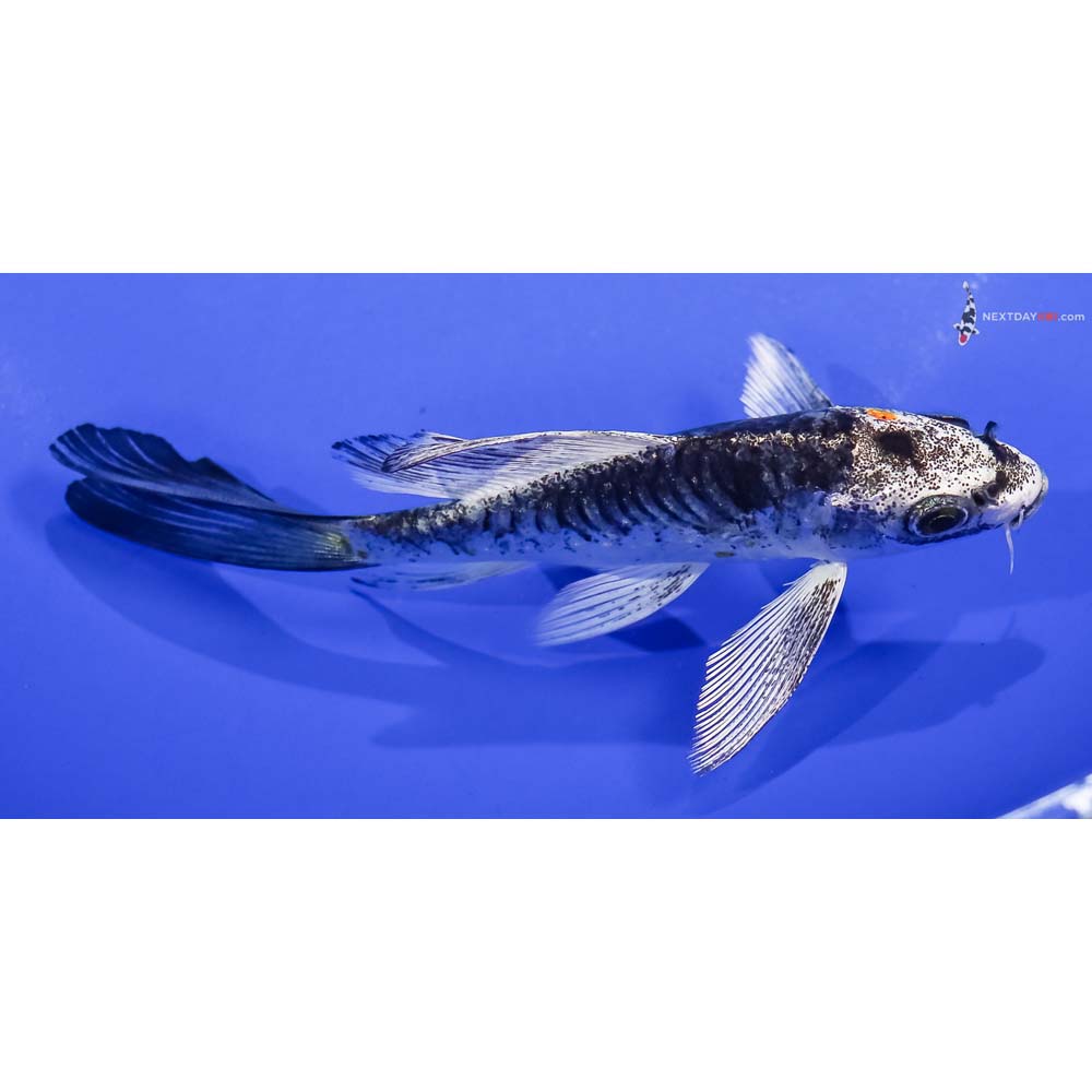 5” Imported Armor Scaled Kujaku Butterfly Koi
