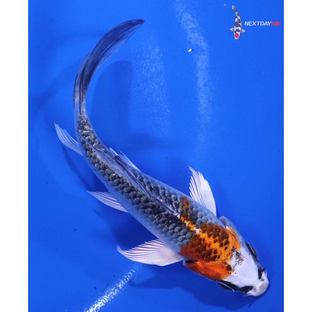 4.5” Imported Kujaku Butterfly Koi