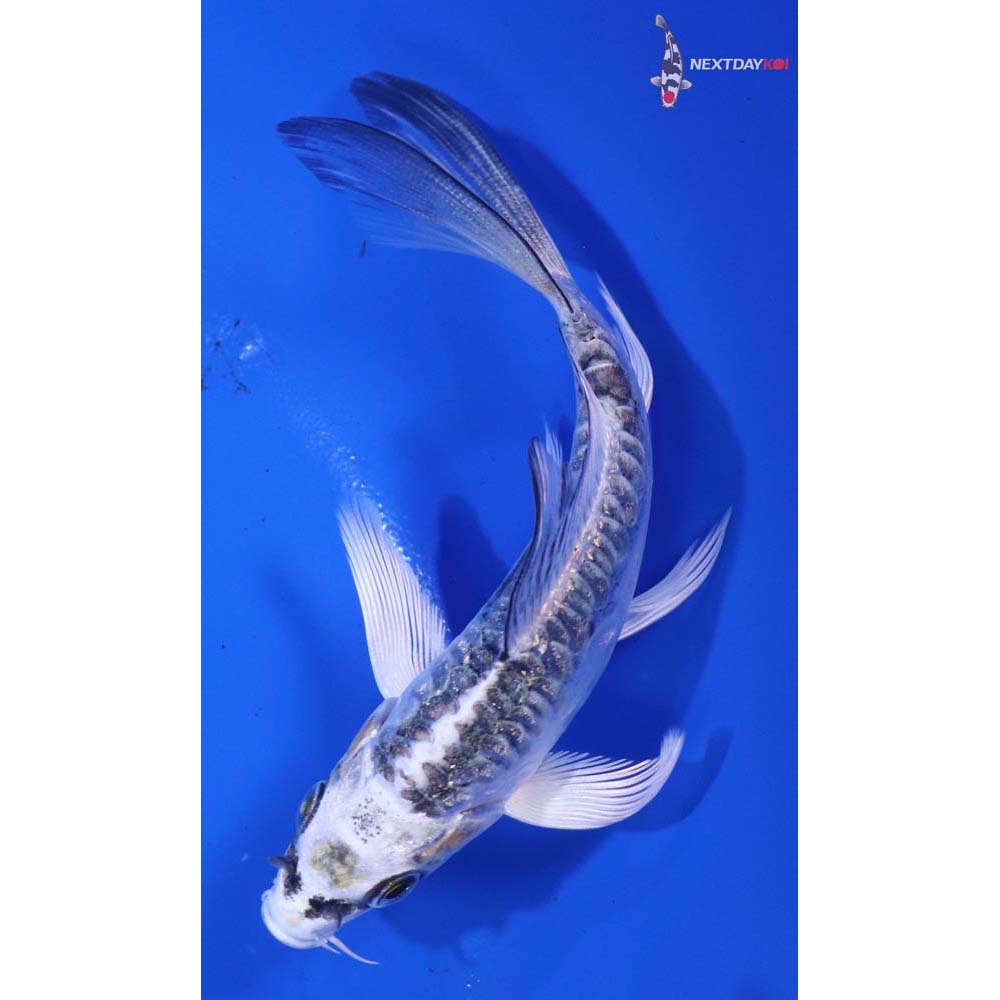 4.5” Imported Doitsu Kujaku Butterfly Koi