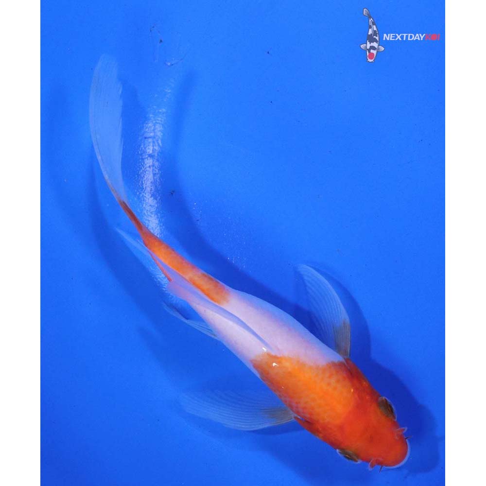 4.5” Imported Kohaku Butterfly Koi