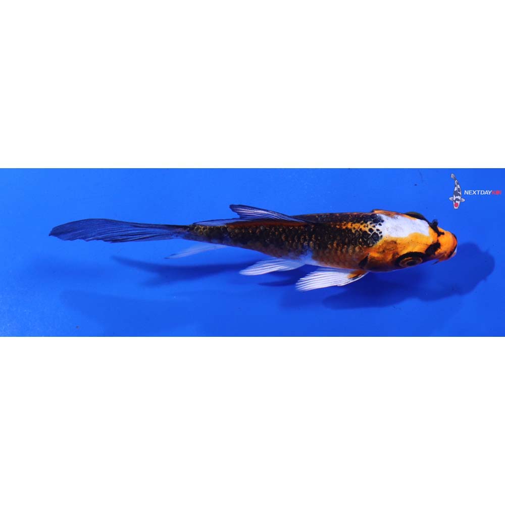 4” Imported Kujaku Butterfly Koi