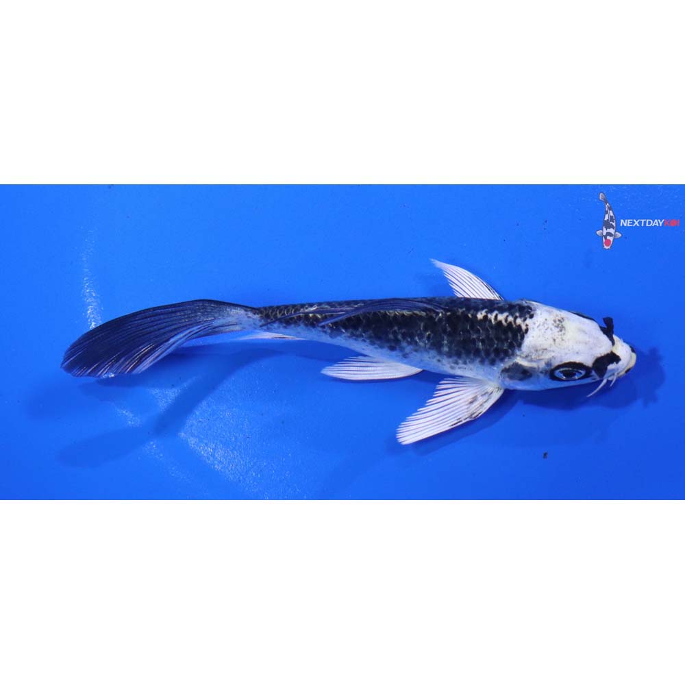 4.5” Imported Gin Matsuba Butterfly Koi