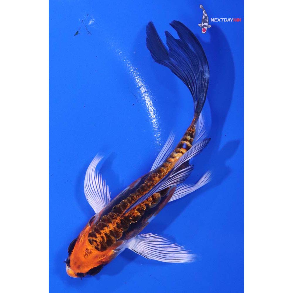 4.5” Imported Kin Kikokuryu Butterfly Koi