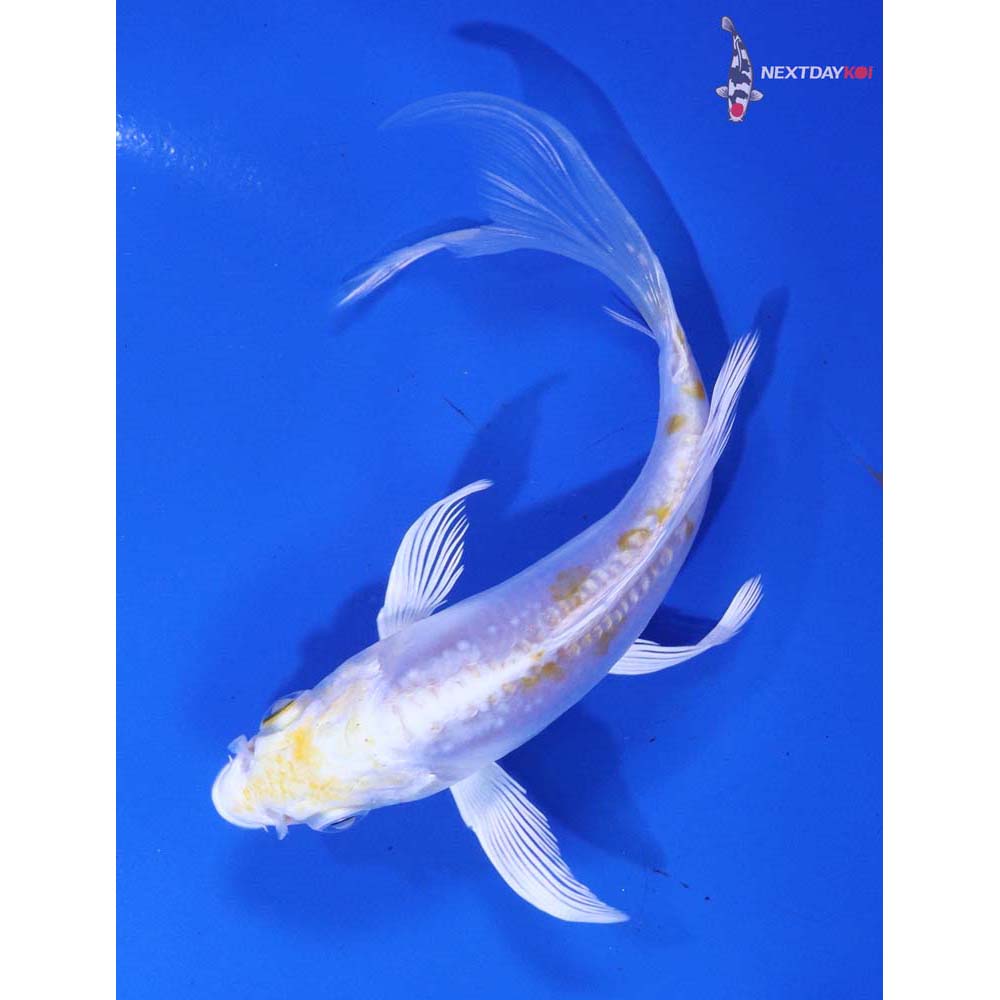 4.5” Imported Doitsu Lemon Hariwake Butterfly Koi