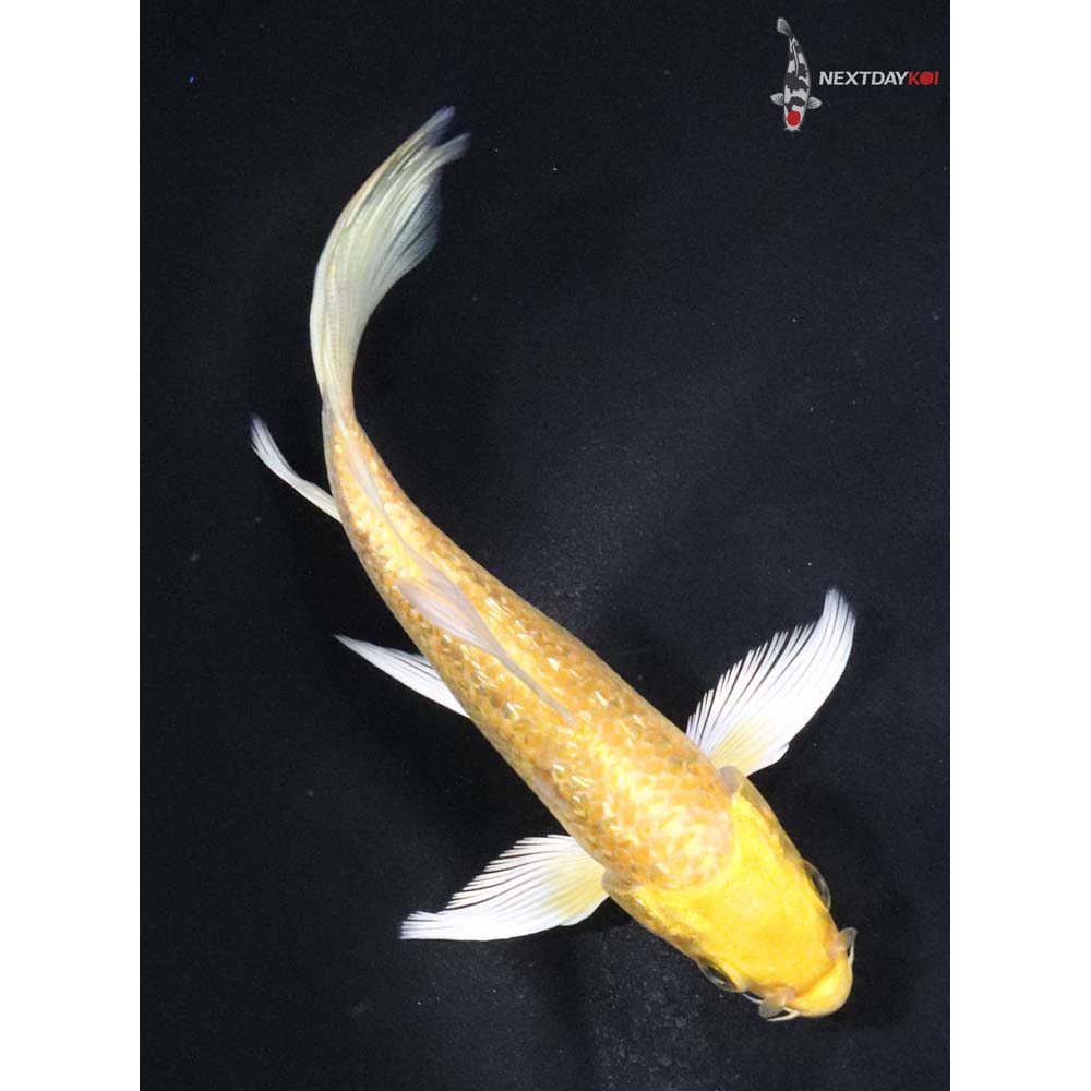 4.5” Imported Gin Rin Yamabuki Ogon Butterfly Koi