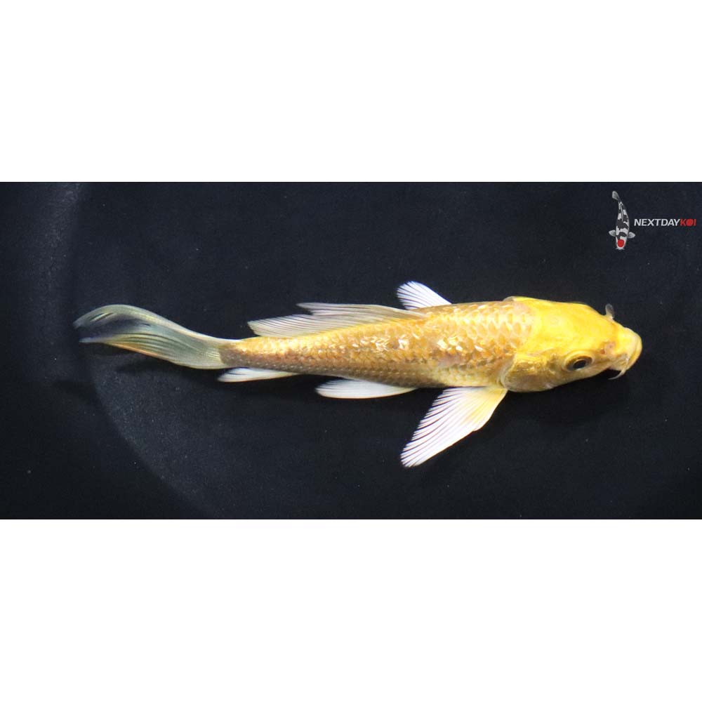 4.5” Imported Gin Rin Yamabuki Ogon Butterfly Koi