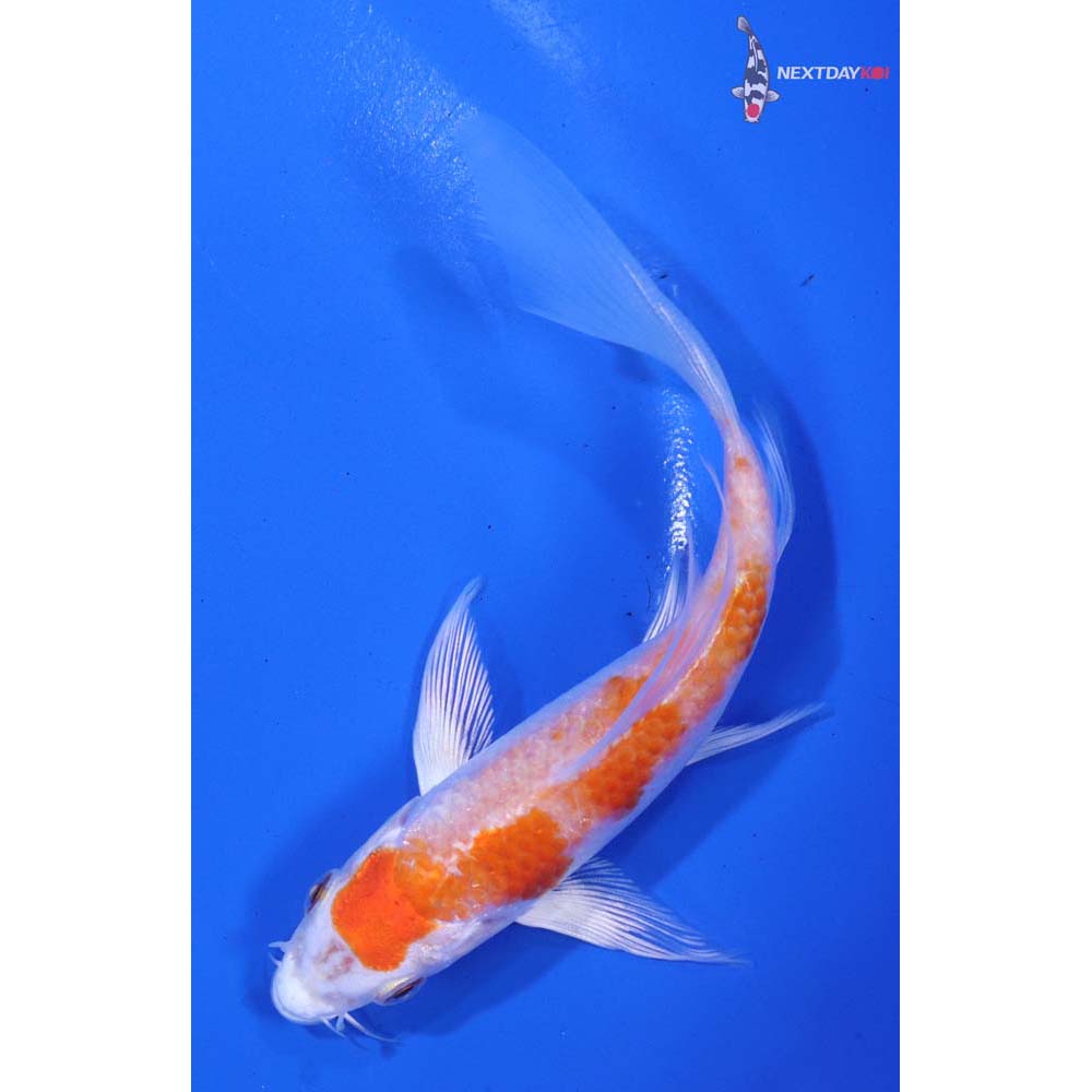 5” Imported Hariwake Butterfly Koi