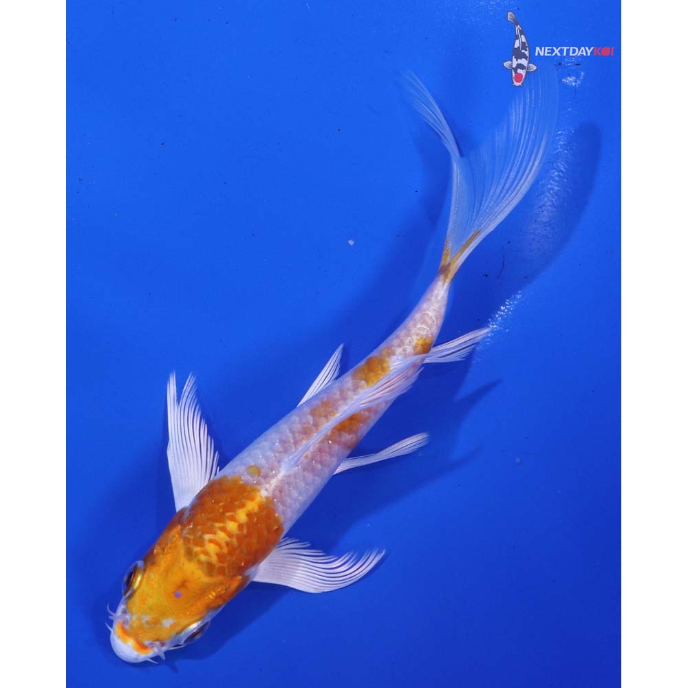 5” Imported Hariwake Butterfly Koi