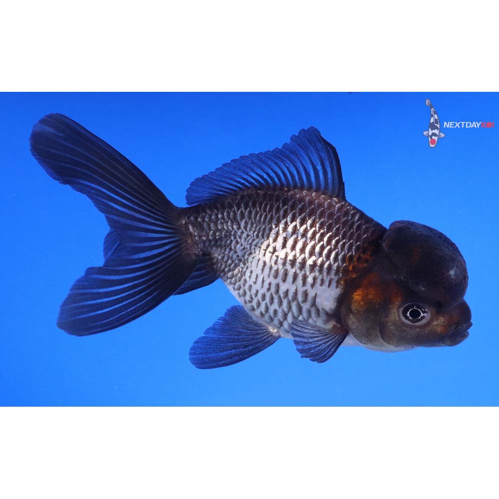 4.5” Imported Tri Color Panda Oranda