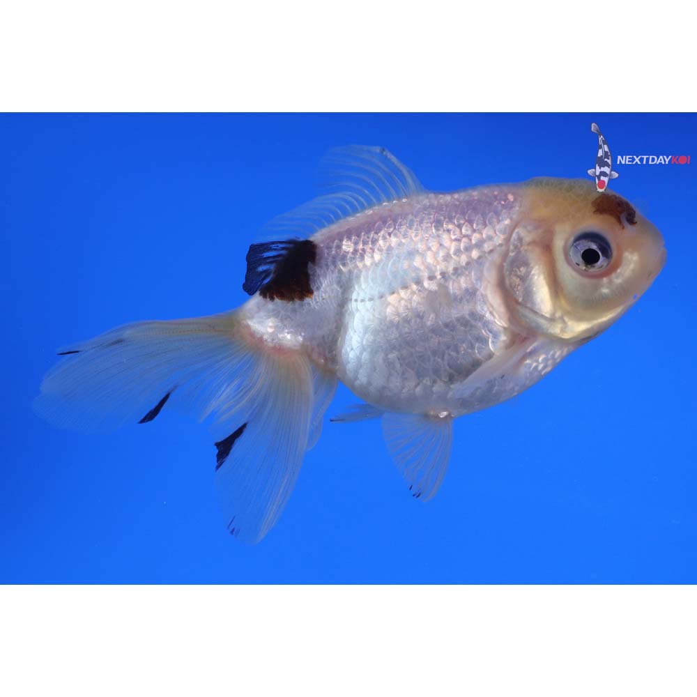 4.5” Imported Panda Oranda