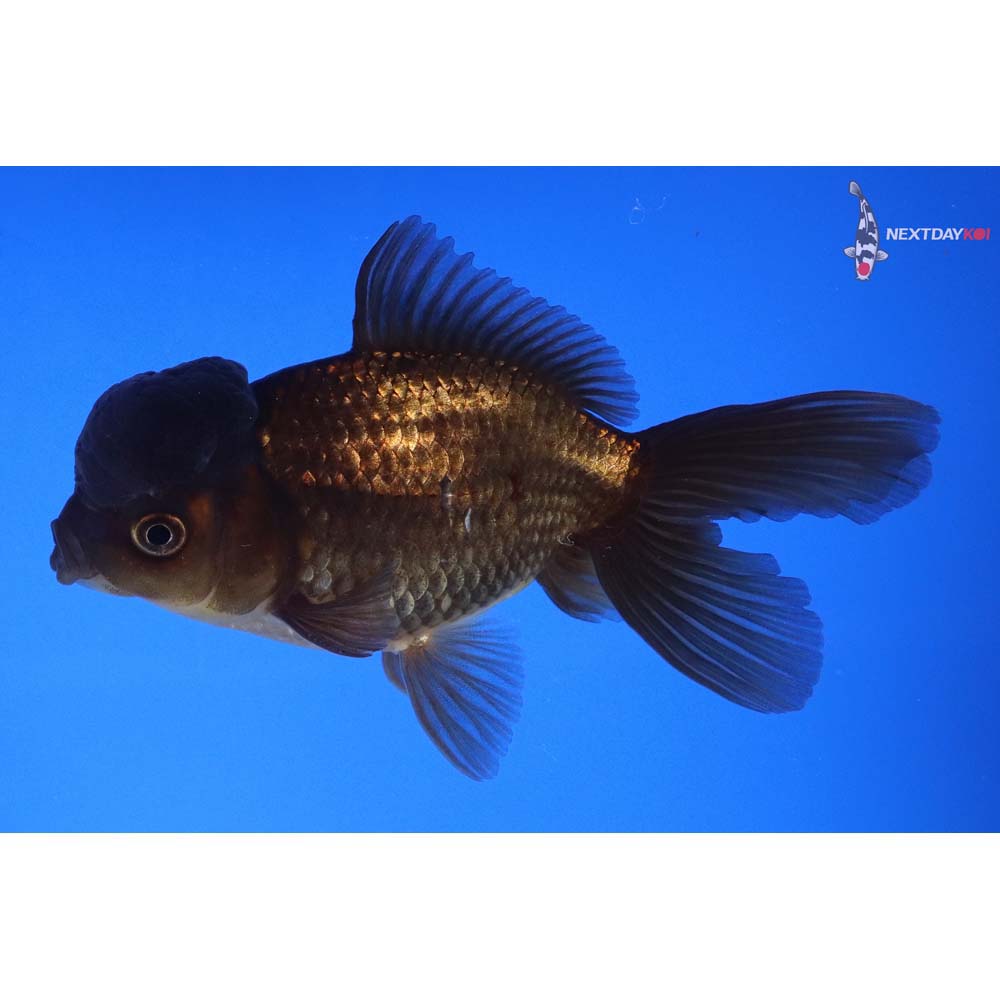 4.5” Imported Bronze Oranda