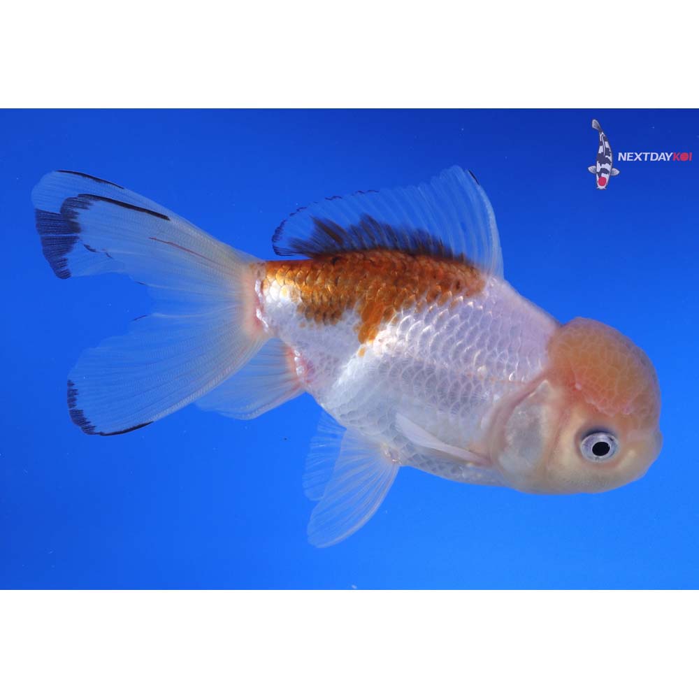 5” Imported Tri Color Panda Oranda