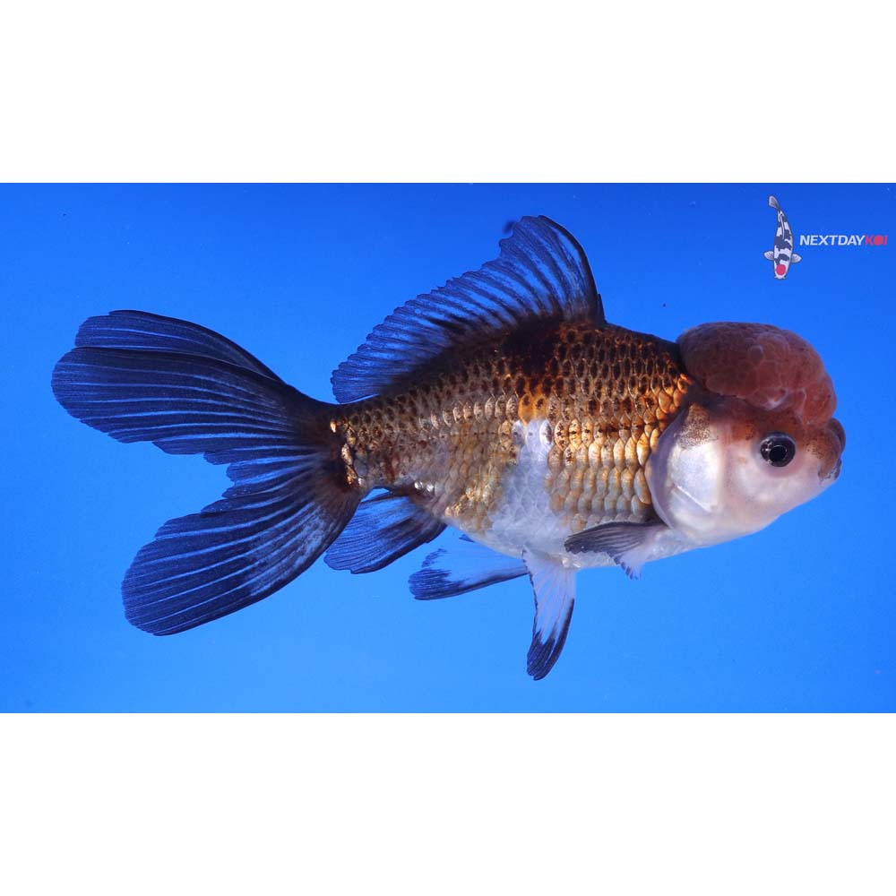 5” Imported Male Tri Color Panda Oranda