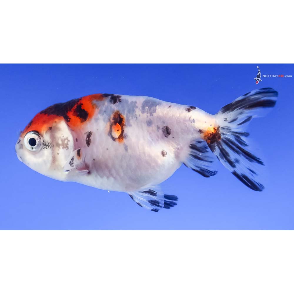 3” Imported Calico Ranchu