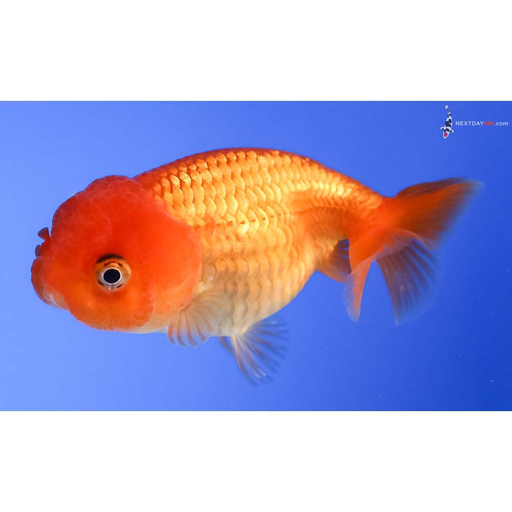 3” Imported Red Ranchu